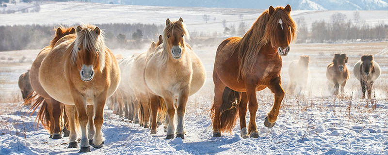 horse photography mongolia 